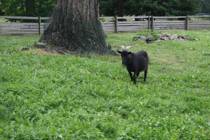 Výlet na Potštejn 7.6.2017