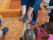 Záchranná stanice "Pasíčka" - Ježeček