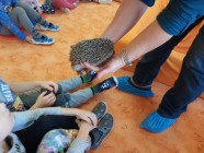 Záchranná stanice "Pasíčka" - Ježeček