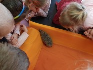 Záchranná stanice "Pasíčka" - Ježeček