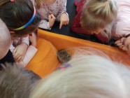 Záchranná stanice "Pasíčka" - Ježeček