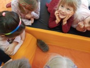 Záchranná stanice "Pasíčka" - Ježeček