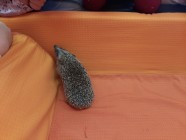 Záchranná stanice "Pasíčka" - Ježeček