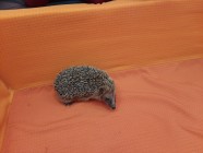 Záchranná stanice "Pasíčka" - Ježeček