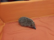 Záchranná stanice "Pasíčka" - Ježeček