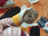 Záchranná stanice Pasíčka v MŠ- Ježeček