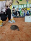 Záchranná stanice Pasíčka v MŠ- Ježeček