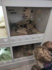 Koťátka - Exkurze na terarijní zvířata Střední školy zahradnické a technické v Litomyšli