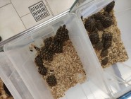 Koťátka - Exkurze na terarijní zvířata Střední školy zahradnické a technické v Litomyšli