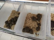 Koťátka - Exkurze na terarijní zvířata Střední školy zahradnické a technické v Litomyšli