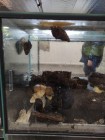 Koťátka - Exkurze na terarijní zvířata Střední školy zahradnické a technické v Litomyšli