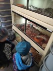 Koťátka - Exkurze na terarijní zvířata Střední školy zahradnické a technické v Litomyšli