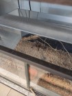 Koťátka - Exkurze na terarijní zvířata Střední školy zahradnické a technické v Litomyšli